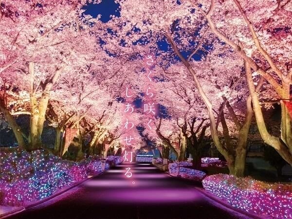 Night Sakura Jewel Illumination