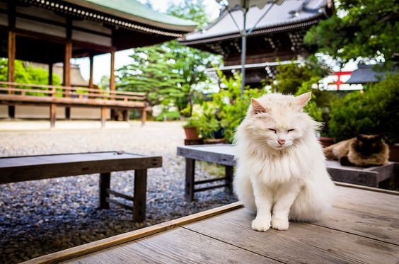 День кошек в Японии