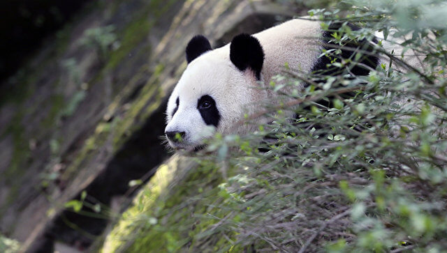 В токийском зоопарке большая панда родила детеныша