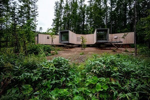 Разветвляющийся дом в лесу